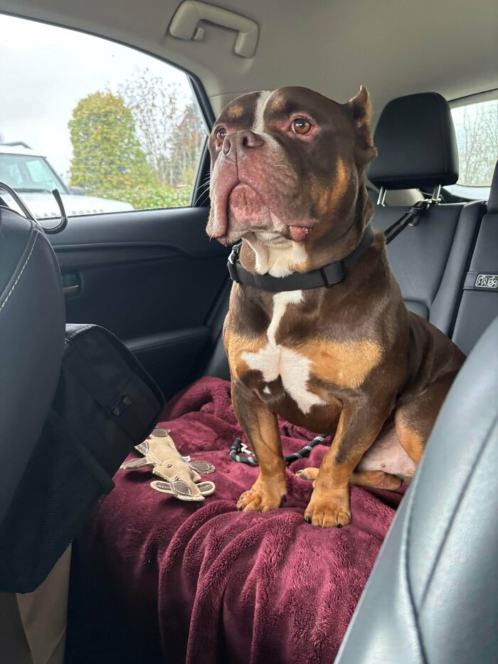 Brown and white dog sitting on a blanket in the backseat of a car, showcasing recently adopted pets in furever homes.