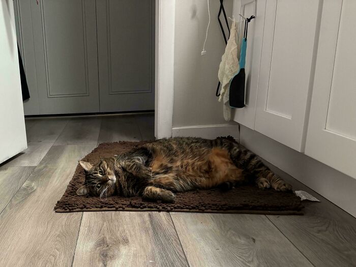 Tabby cat lying on a brown mat on wood floor, showing pets recently adopted into their furever homes.