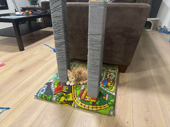 Orange kitten resting on a colorful play mat between scratching posts in a cozy home with pet toys nearby.