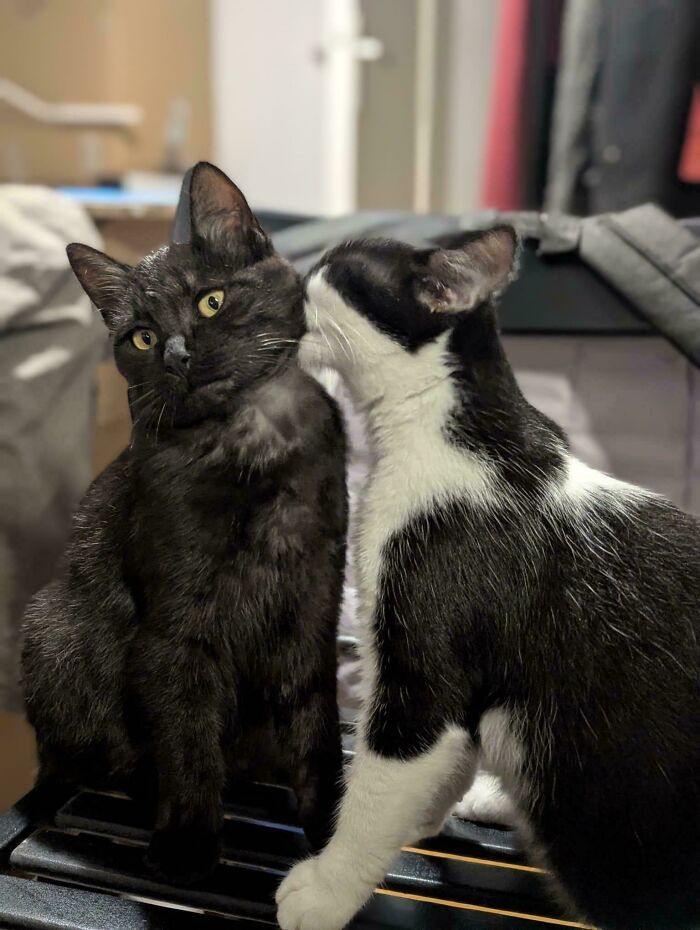 Two adorable cats showing affection after being recently adopted into their furever homes indoors.