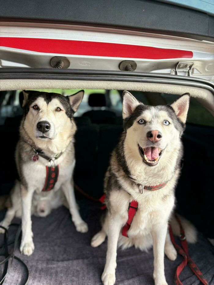 Two adorable recently adopted huskies sitting happily in the back of a car, showing joy in their furever homes.