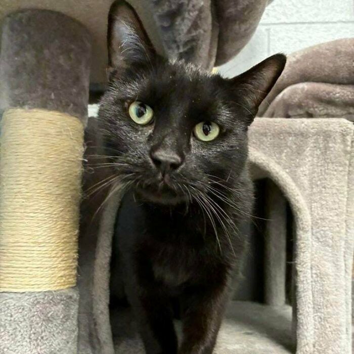Black cat with green eyes exploring a cozy cat tree, one of the adorable pets recently adopted into their furever home.