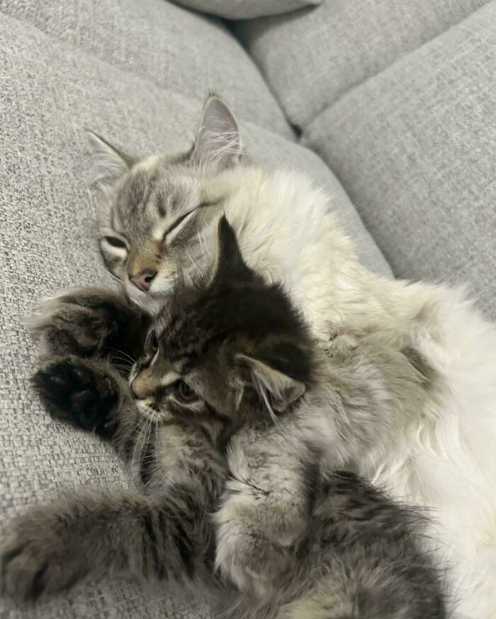 Two adorable recently adopted kittens cuddling on a gray couch in their furever home.
