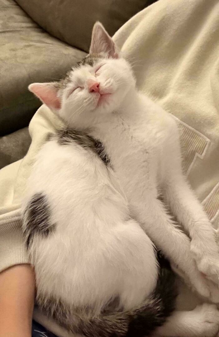 Smiling white and gray kitten peacefully resting on a cozy lap, showcasing adorable pets recently adopted into their furever homes.