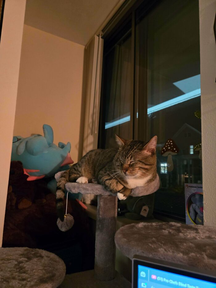Tabby cat resting on a cat tree by the window, one of the adorable recently adopted pets in their furever home.