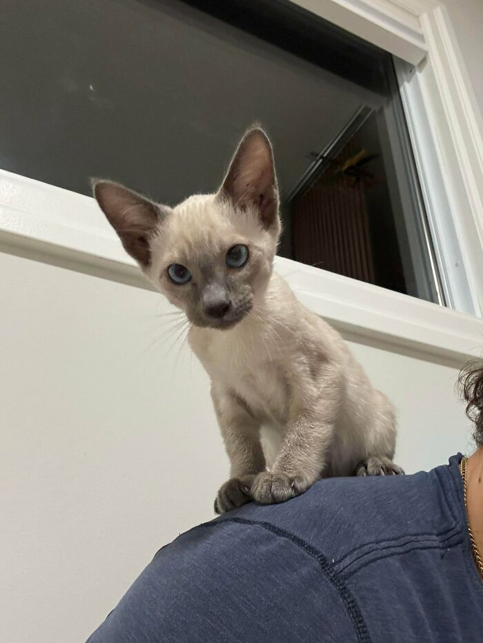 Siamese kitten with blue eyes perched on a person's shoulder showing adorable recently adopted pet behavior.