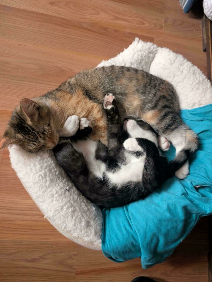 Two adorable recently adopted cats cuddling together in a cozy pet bed at their new furever home.