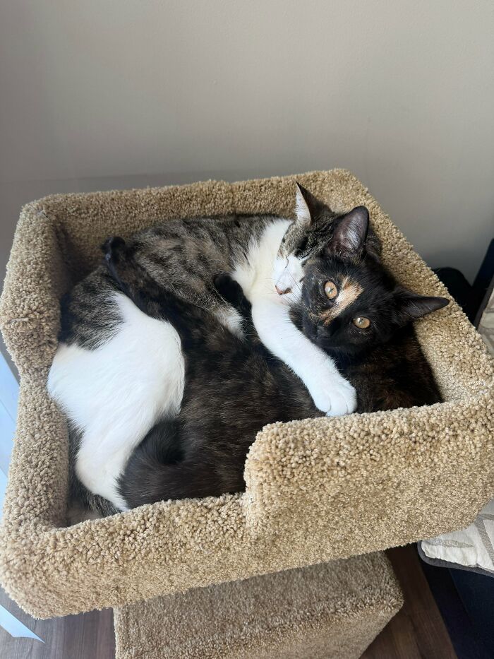 Two recently adopted cats cuddling together in a cozy cat bed in their furever home.