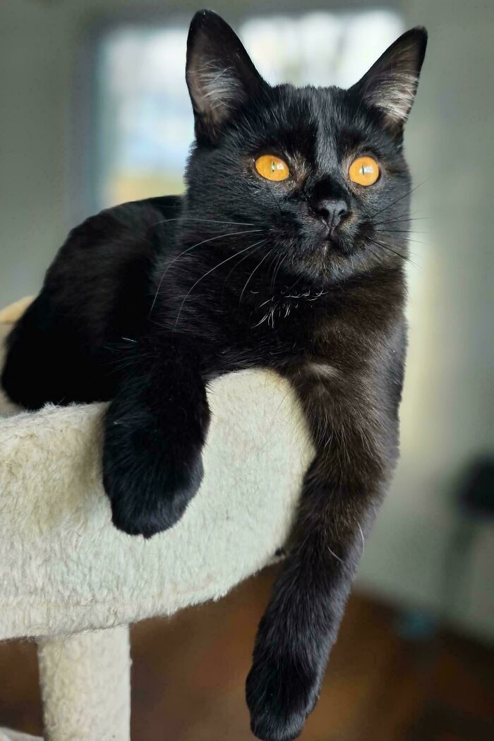 Black cat with striking amber eyes relaxing on a beige cat tree, showcasing adorable recently adopted pet charm.