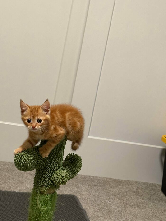 Orange kitten playing on a green textured cactus toy, one of the adorable pets recently adopted into their furever homes.