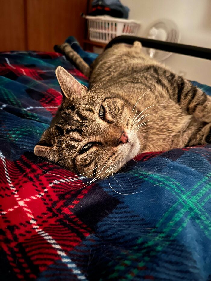 Tabby cat resting on a colorful plaid blanket in a cozy home, one of the adorable pets recently adopted in their furever homes.