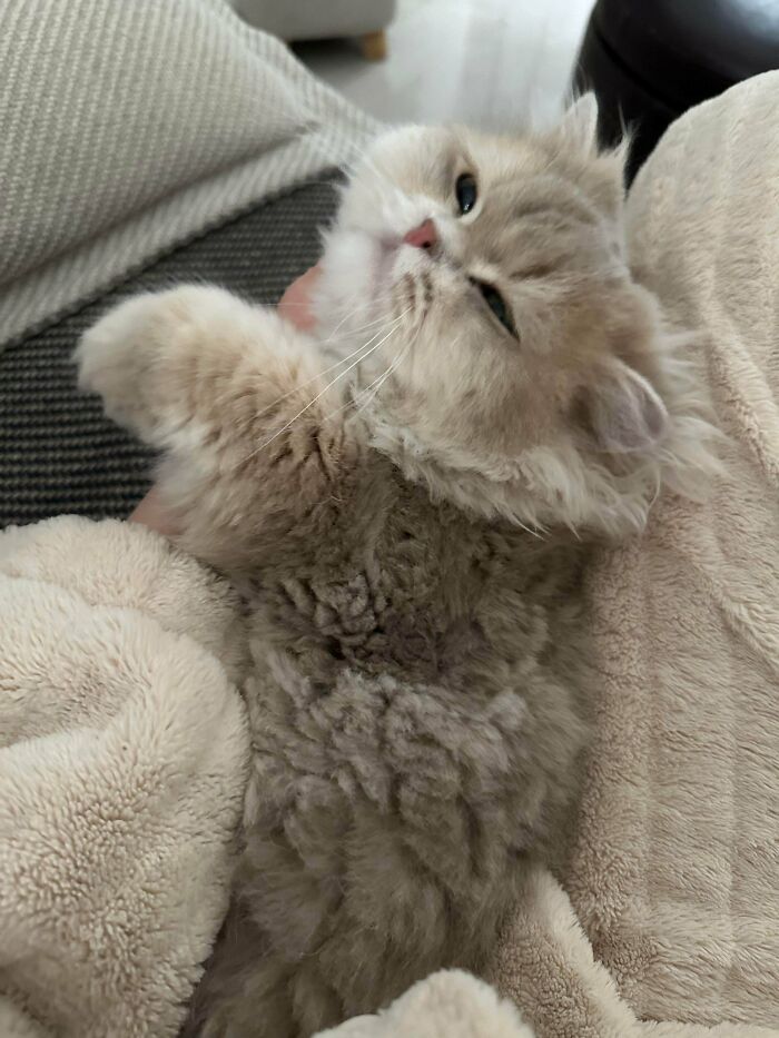 Fluffy cat resting on a cozy blanket, one of the adorable pets recently adopted into their furever home.