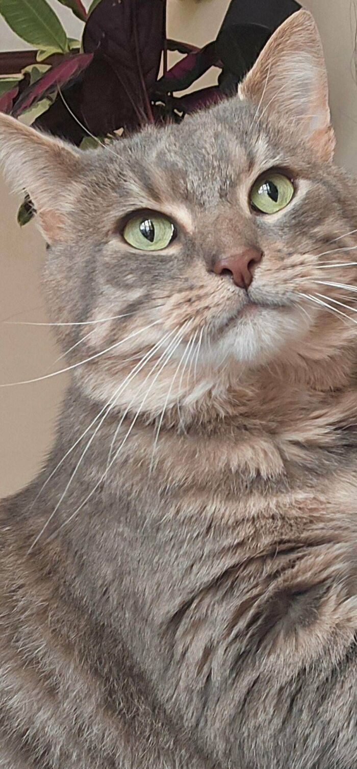 Close-up of an adorable recently adopted pet cat with green eyes resting indoors in its new furever home.