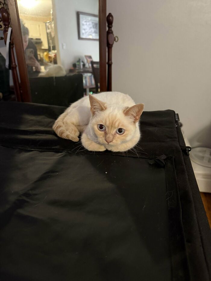 Cream-colored cat resting on a black surface, one of the adorable pets recently adopted into their furever homes.