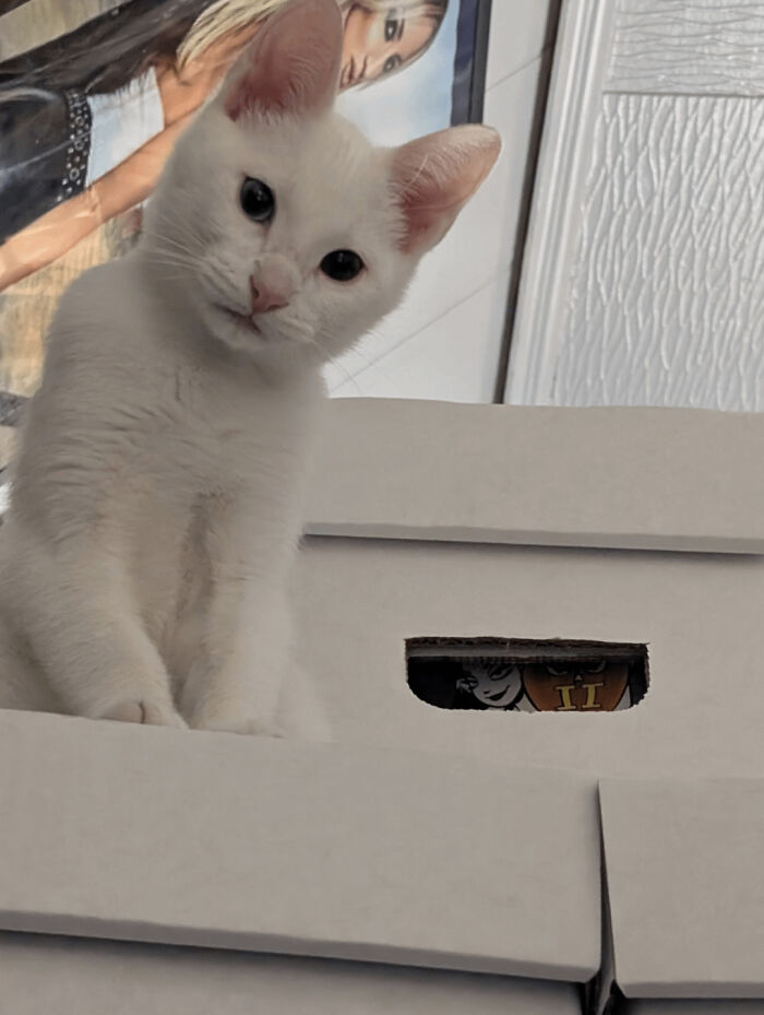 White kitten with curious eyes resting on cardboard boxes in an adorable recently adopted pet photo.