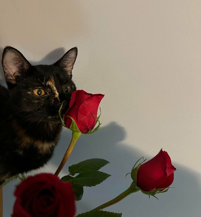 Tortoiseshell cat sniffing red roses in a cozy home, showcasing adorable pets recently adopted into their furever homes.