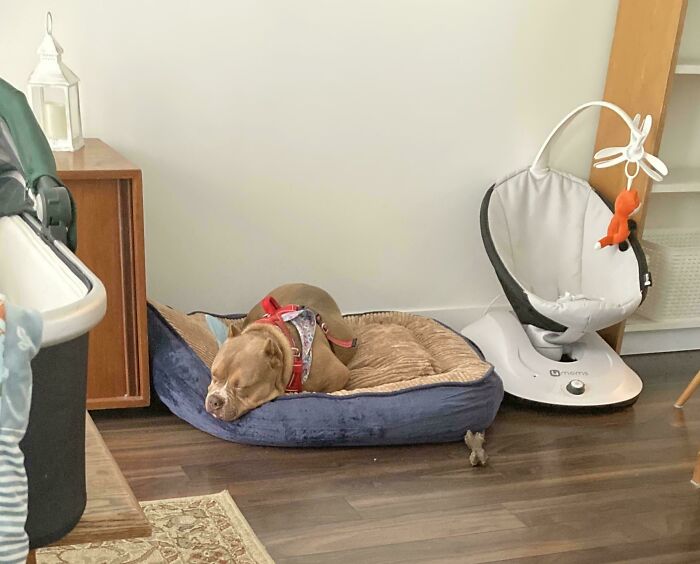 Sleeping dog wearing a red harness resting on a pet bed inside a cozy home, showcasing recently adopted pets.
