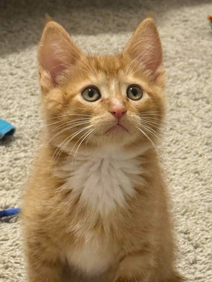 Orange and white kitten recently adopted into its furever home, sitting attentively on a carpeted floor.