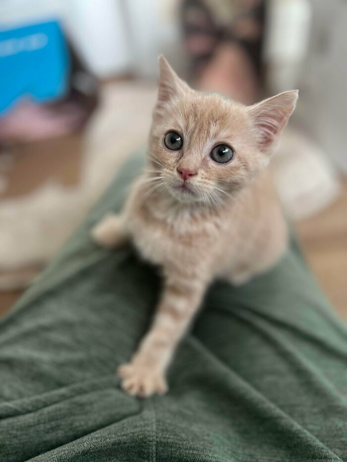 Adorable recently adopted kitten with big eyes resting on a person’s lap in a cozy home setting.