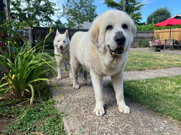 Two adorable recently adopted pets standing on a garden path in their new furever home on a sunny day.