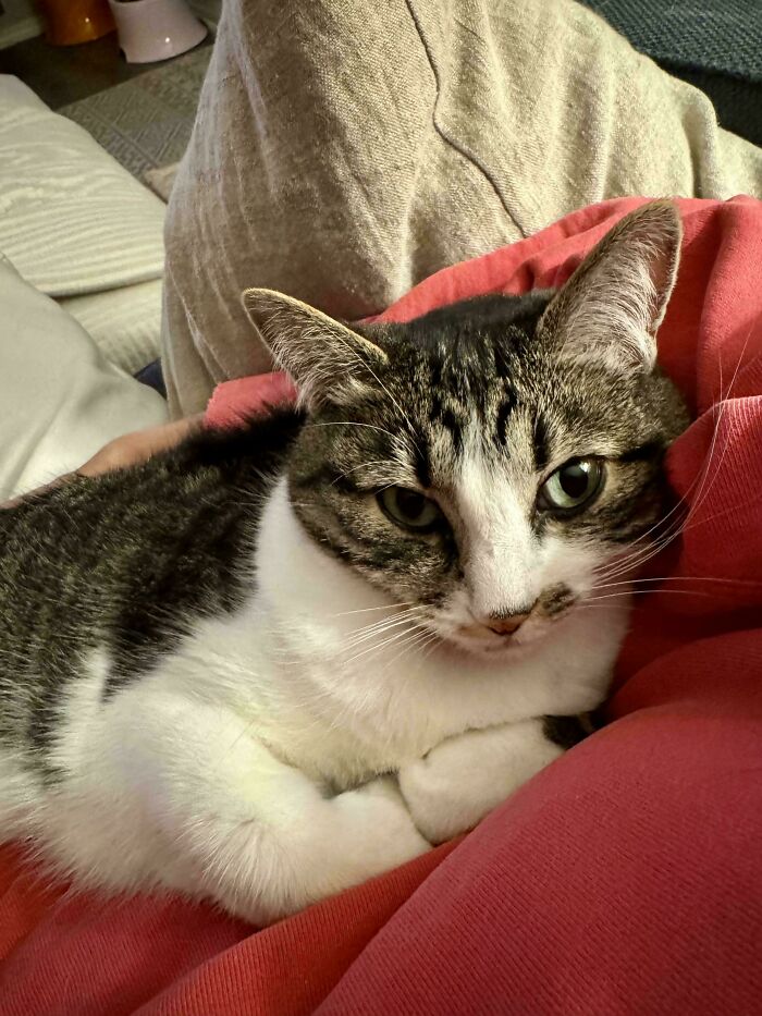 Tabby and white cat recently adopted, resting comfortably on a red blanket in its new furever home.
