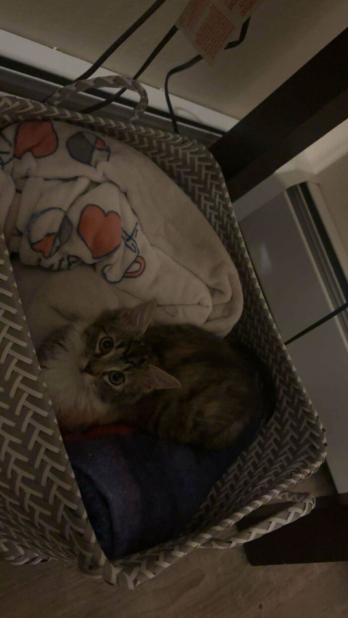 Tabby cat resting in a cozy basket with blankets, showcasing adorable photos of pets recently adopted into their furever homes.