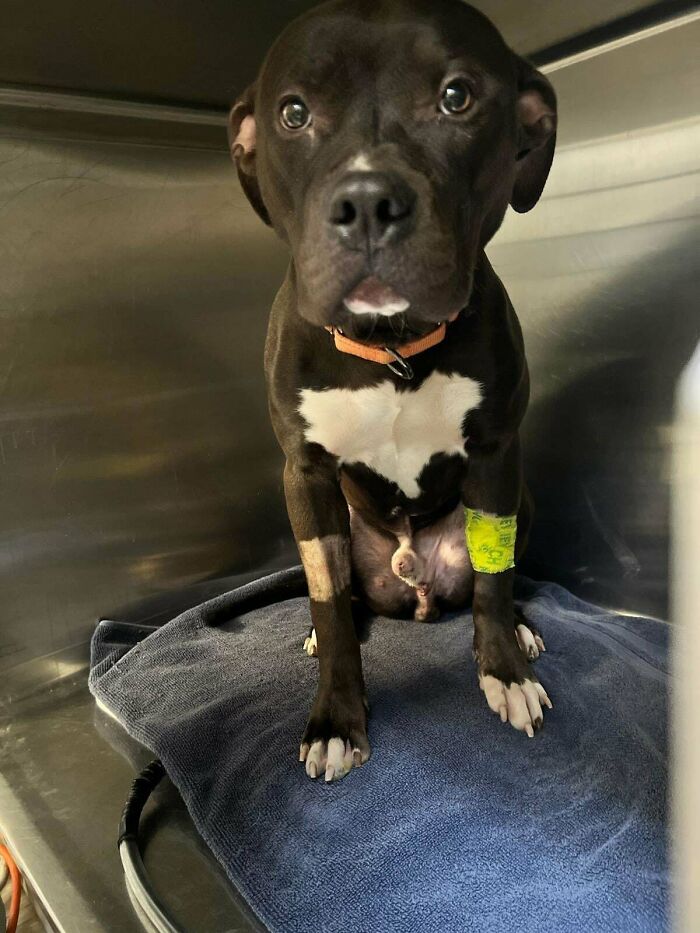 Black and white dog recently adopted into its furever home, sitting on a blue towel with a green bandage on its leg.