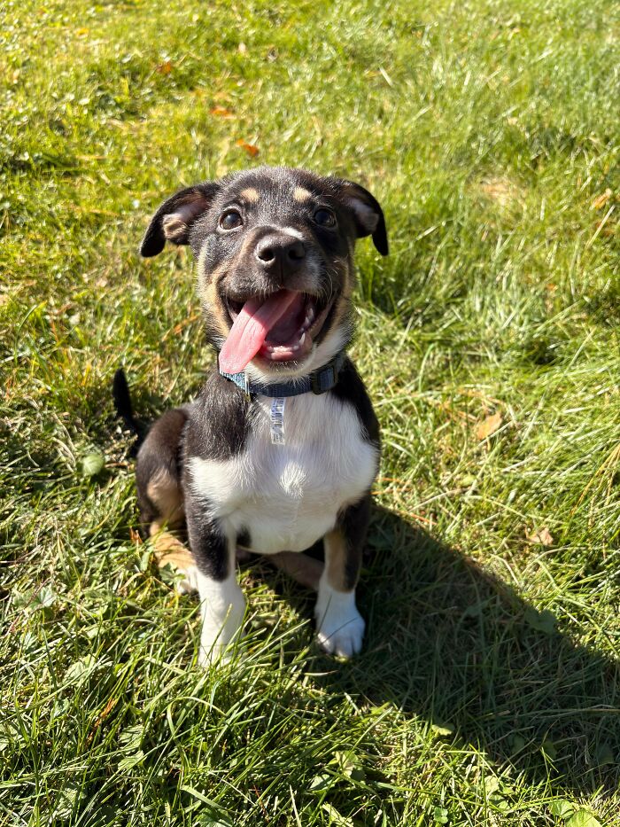 Happy adopted puppy sitting on green grass on a sunny day, enjoying life in its new forever home.