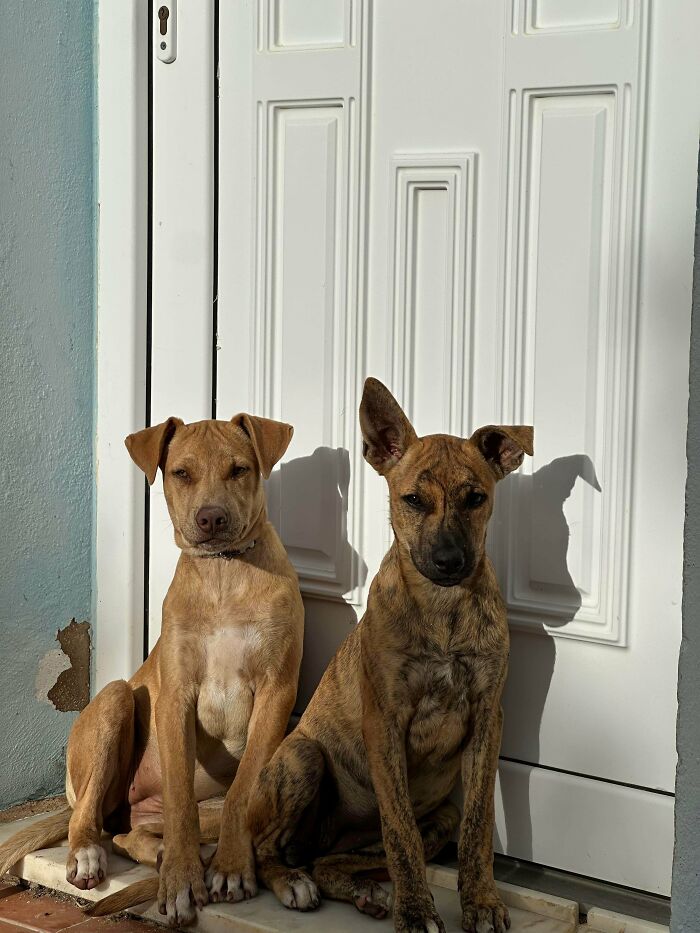 Two adorable recently adopted pets sitting together in front of a white door enjoying the sunlight in their furever home.