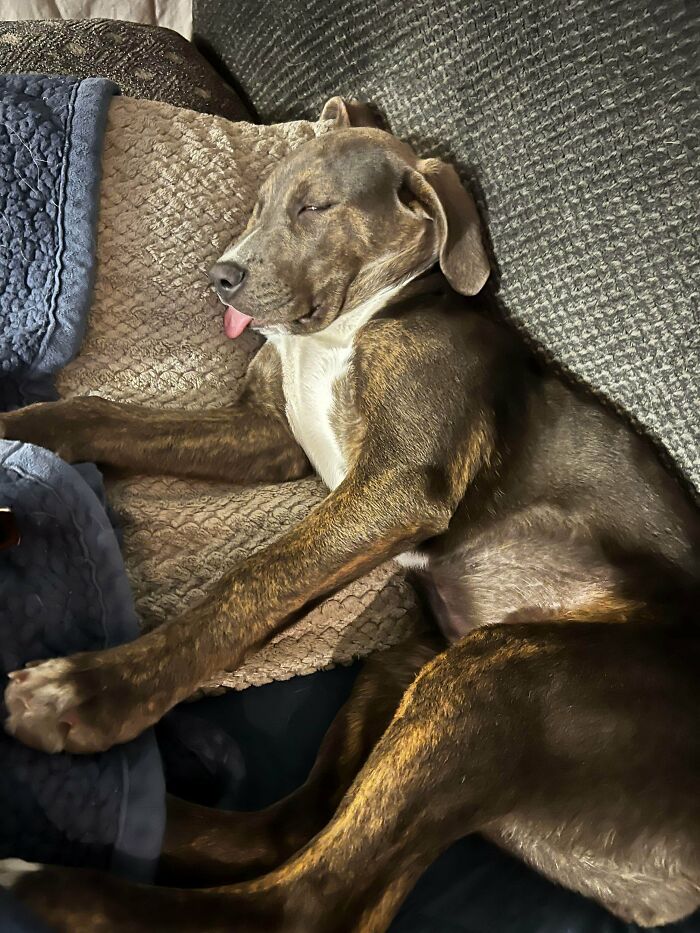 Sleeping brindle dog with tongue out resting on cozy blankets in a newly adopted pet’s furever home.