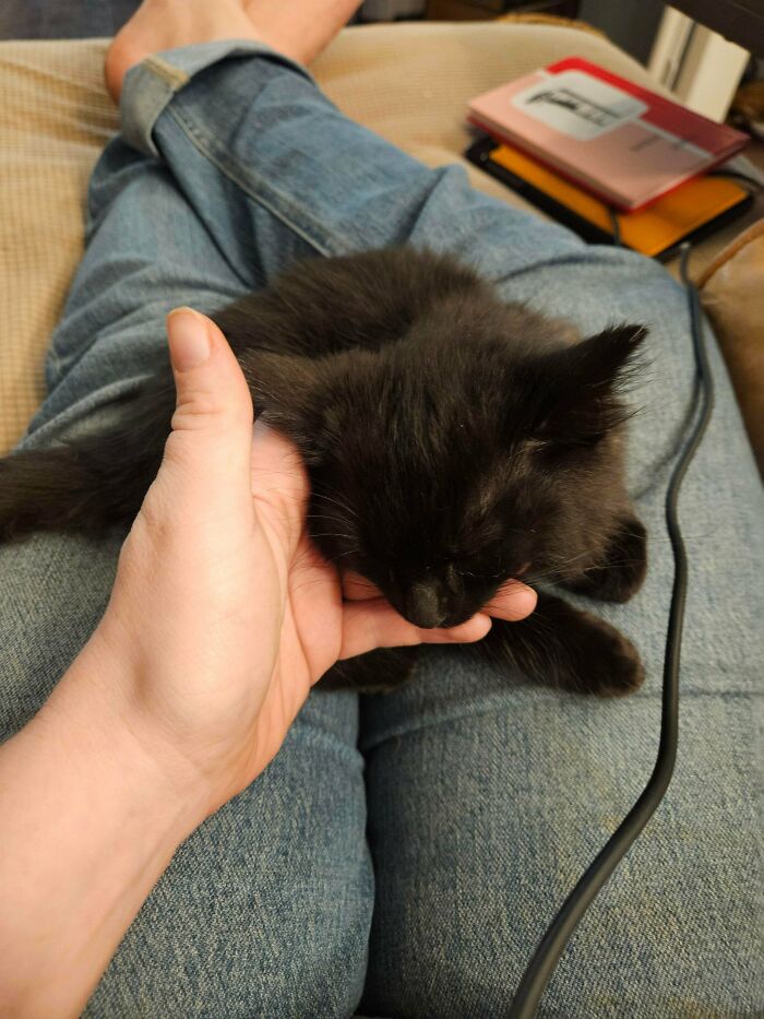 Black kitten resting on a person's lap, showing the bond of pets recently adopted into their furever homes.
