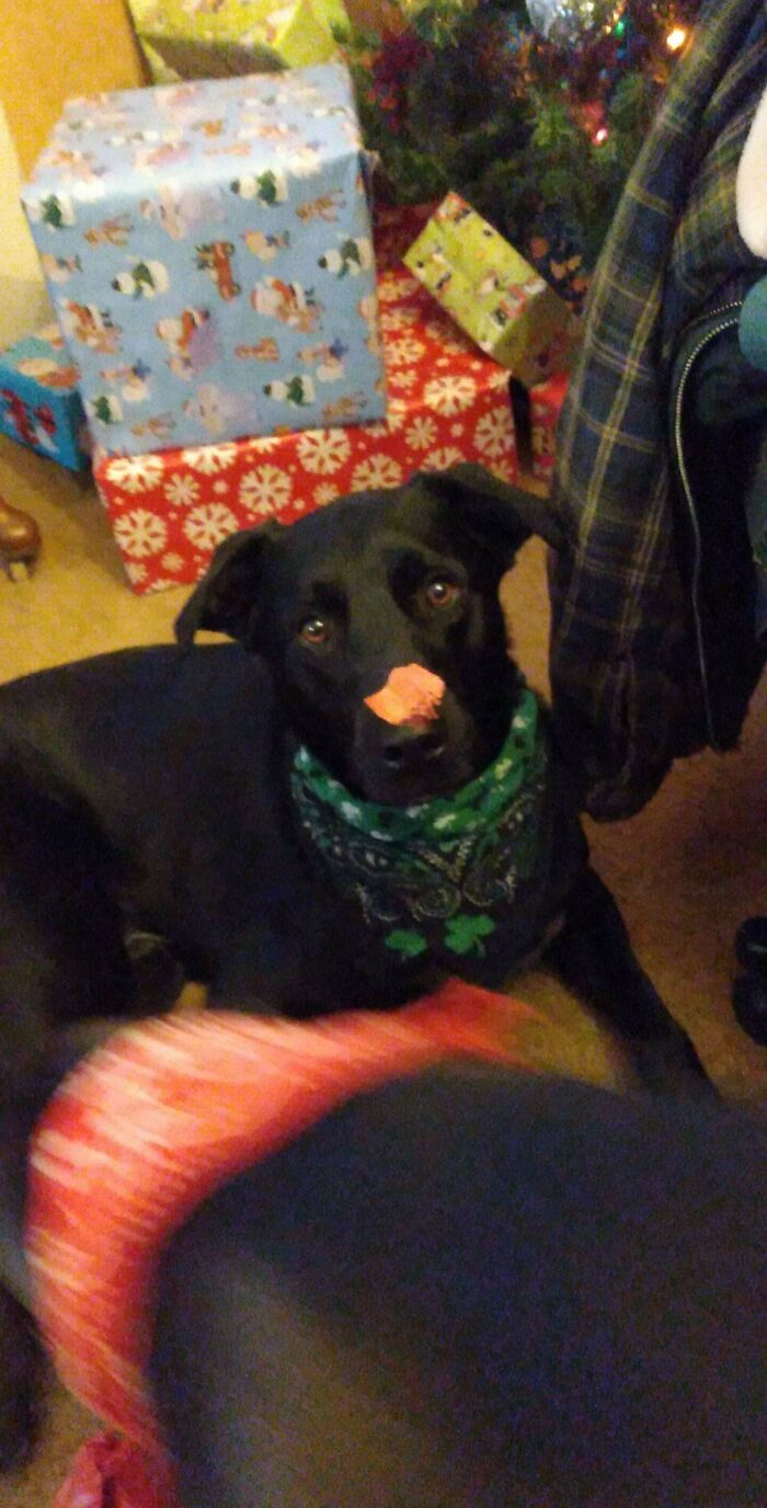 Black dog wearing a green bandana with a treat on its nose, laying near holiday wrapped presents, adopted pet at home.