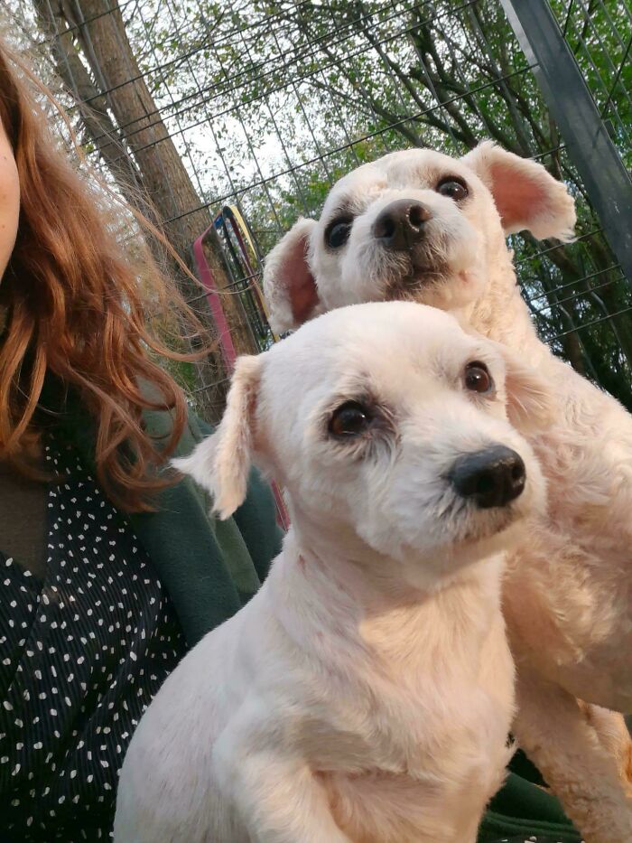 Two recently adopted small white dogs with a person, enjoying time together in a fenced outdoor area.