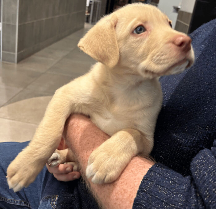 Light-colored puppy recently adopted, resting in owner’s arms, showcasing adorable pets in their furever homes.
