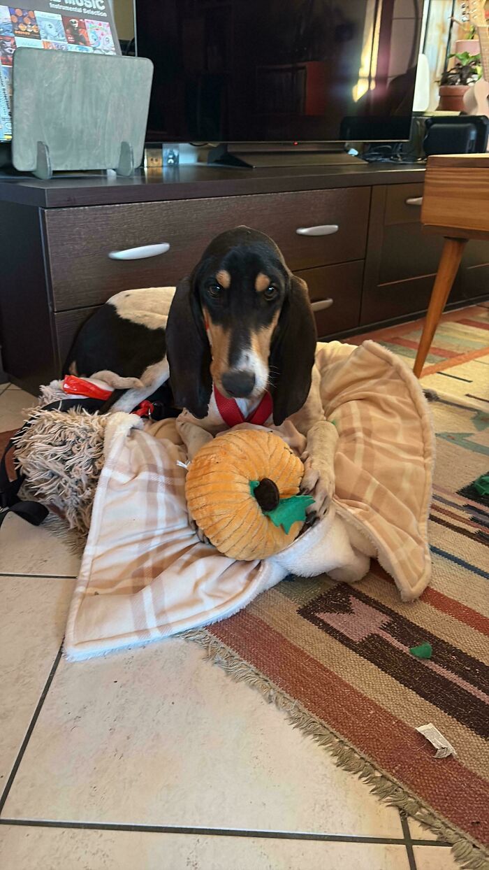 Adopted pet dog resting on a blanket with a plush pumpkin toy in a cozy home setting.