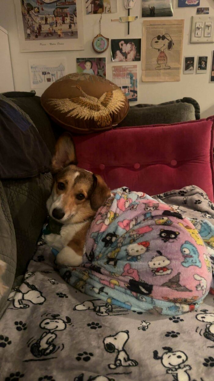 Adopted pet wrapped in a colorful blanket resting on a couch with pet-themed blankets and decorative pillows.