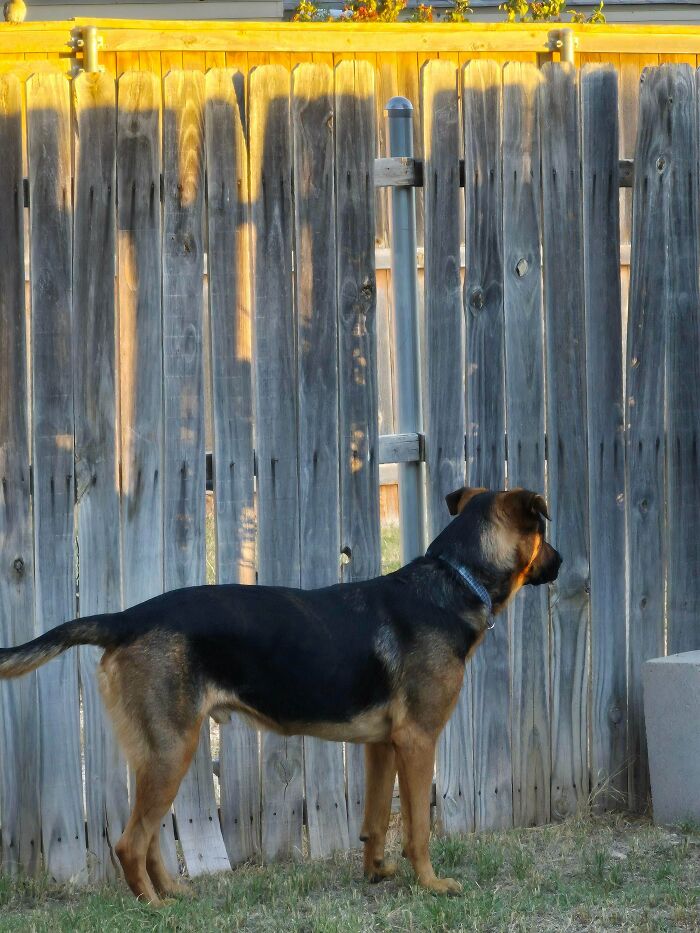 Dog with a collar standing in a backyard, looking through a wooden fence, representing recently adopted pets.