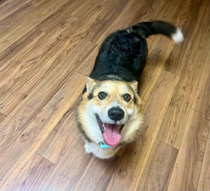Happy dog recently adopted into its furever home, standing on wooden floor looking up with tongue out.