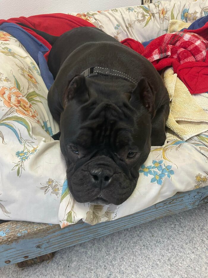 Black bulldog resting on a floral pet bed surrounded by cozy blankets in a recently adopted home.