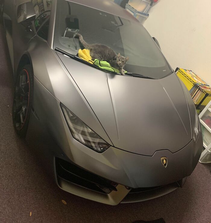 Gray cat lying on a towel on the hood of a matte gray sports car, looking relaxed and curious indoors.