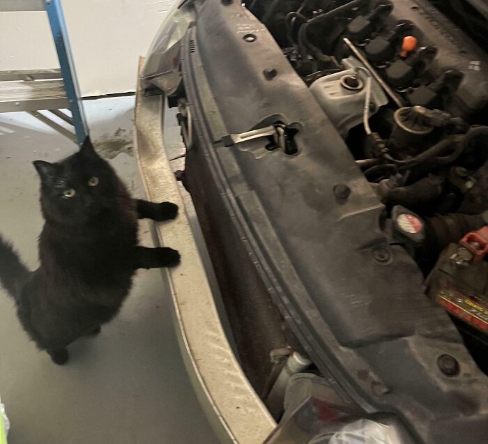 Black cat standing near a car with the hood open, looking curious as if it knows exactly what it’s doing.