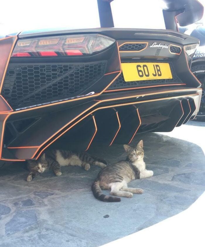 Two cats resting under the hood of a Lamborghini, looking relaxed and comfortable in the shade.