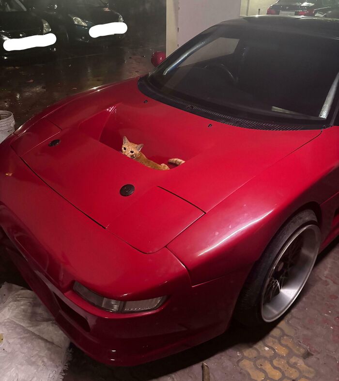 Orange cat resting under the hood of a red sports car, looking calm and comfortable in a dimly lit garage.