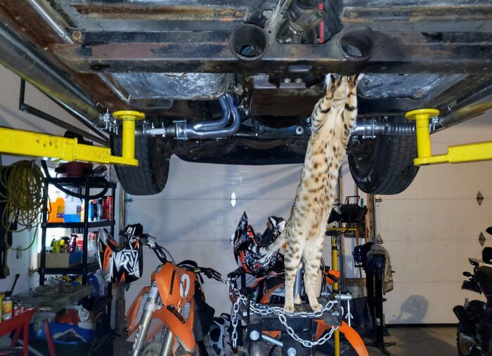 Long spotted cat standing under vehicle hood in a garage, surrounded by tools and motorcycles, looking curious and focused.
