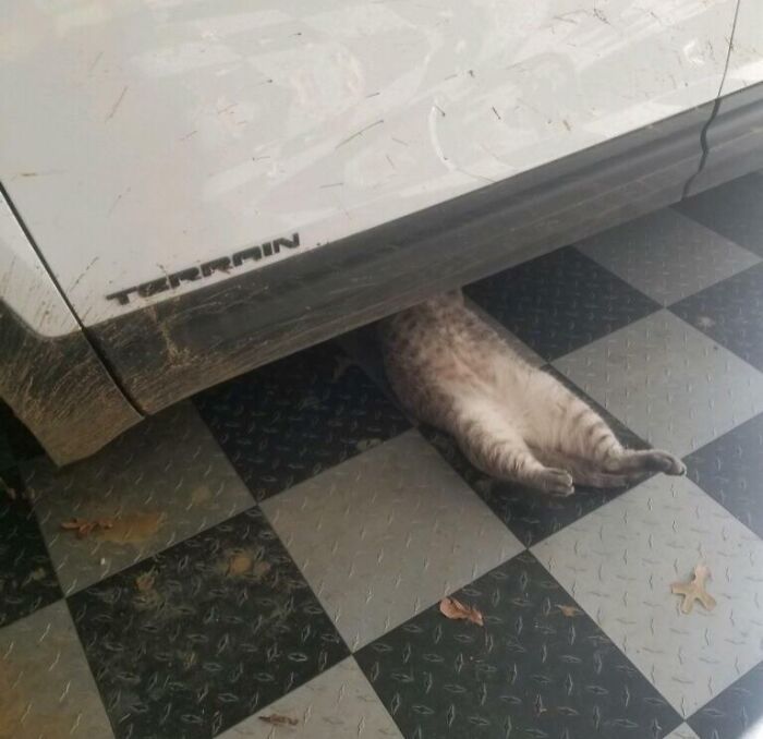 Cat lying under a car hood on a checkered floor, one of many cats found under the hood looking curious and relaxed.