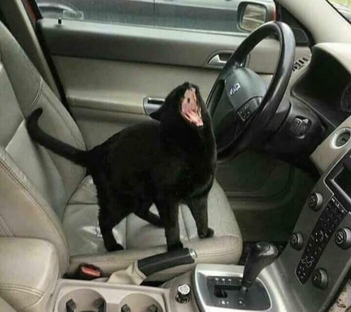 Black cat inside car with distorted face, appearing curious and alert on the passenger seat near the steering wheel.