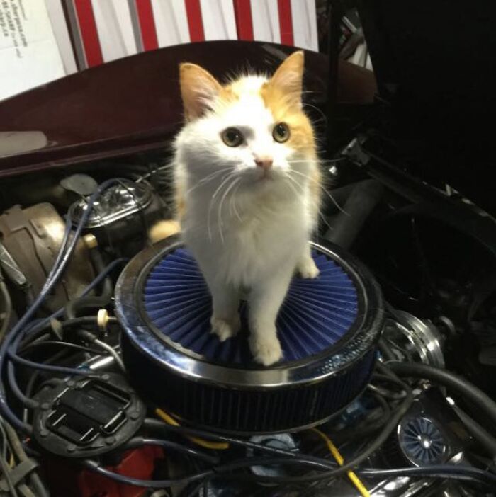 White and orange cat standing on engine air filter under the hood, surrounded by car parts and wiring.