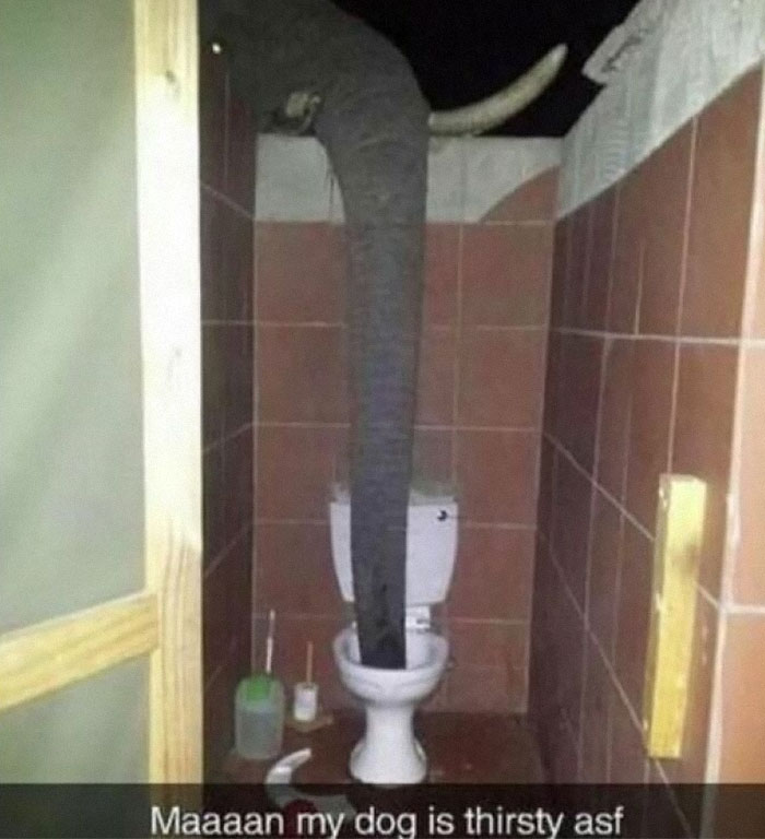 Elephant trunk inside a toilet bowl in a small tiled bathroom, a funny image from pics that go hard.