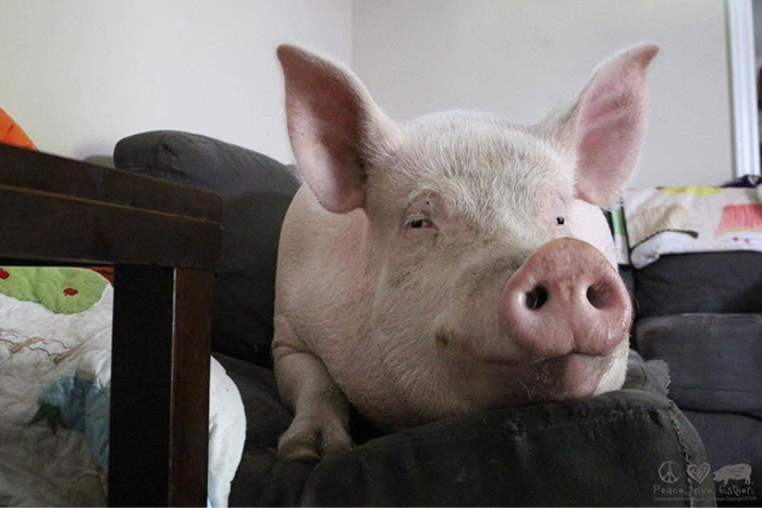 Pig resting on a couch indoors, illustrating one of the smartest animals ever studied according to science.