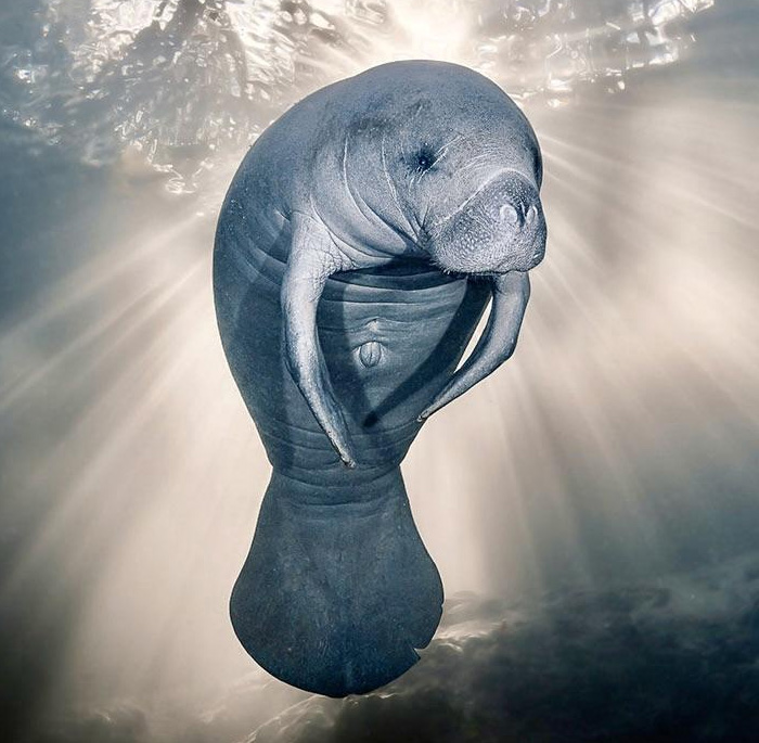 Manatee underwater with rays of light, showcasing one of the slowest animals in the world in its natural habitat
